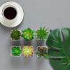 Nubry Mini Fake Succulent Plants Artificial Plastic Succulents Potted Faux Assorted Plants for Home Office Table Decoration, Set of 6