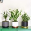 Evergreen Indoor House Plants Collection Clean Air Purifying Scandi Lifestyle Real Plants with Unique Foliage & Eye Catching Designs, 3 x Scandi Houseplant Lucky Dip by Thompson and Morgan