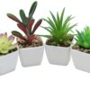 Nubry Mini Fake Succulent Plants Artificial Plastic Succulents Potted Faux Assorted Plants for Home Office Table Decoration, Set of 6