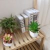 CQURE Fake Succulents Plants, Artificial Plants Fake Plants Potted in Plastic Small Pots Decor for Home and Office(4 PCS)