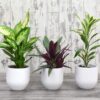 Evergreen Indoor House Plants Collection Clean Air Purifying Scandi Lifestyle Real Plants with Unique Foliage & Eye Catching Designs, 3 x Scandi Houseplant Lucky Dip by Thompson and Morgan