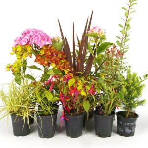 5 X Mixed Garden Plants - High Quality Established Plants in Pots. Hardy Mix of UK Grown Shrubs, Grasses, Herbaceous, Climbers, etc.