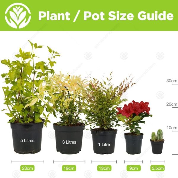 Indoor Plant Mix - 3 Plants - House/Office Live Potted Pot Plant Tree (Mix A - Schefflera Gerda, Zamioculca Zamiifolia & Chamaedorea Elegans)