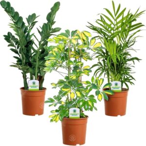 Indoor Plant Mix - 3 Plants - House/Office Live Potted Pot Plant Tree (Mix A - Schefflera Gerda, Zamioculca Zamiifolia & Chamaedorea Elegans)