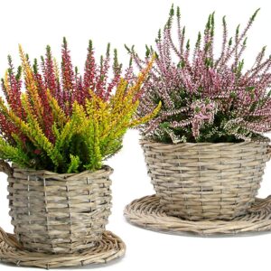 Set of 2 Willow Teacup Planters | Cup and Saucer Plant Pots | Basket Weave Watertight Flower Containers | Perfect Gift | M&W