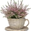 Set of 2 Willow Teacup Planters | Cup and Saucer Plant Pots | Basket Weave Watertight Flower Containers | Perfect Gift | M&W